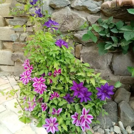 Templomdomb Vendeghaz Dunakanyar Lägenhet Pilismarot