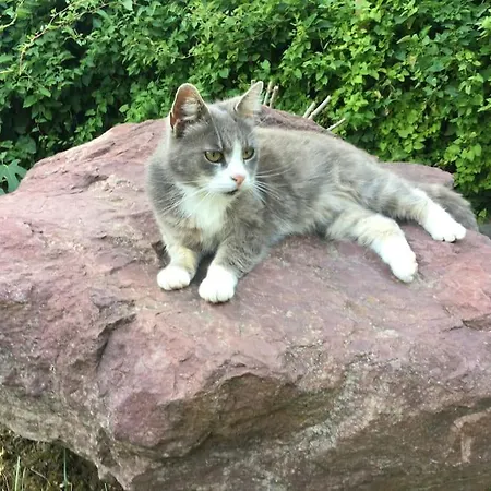 Lägenhet Templomdomb Vendeghaz Dunakanyar Pilismarot